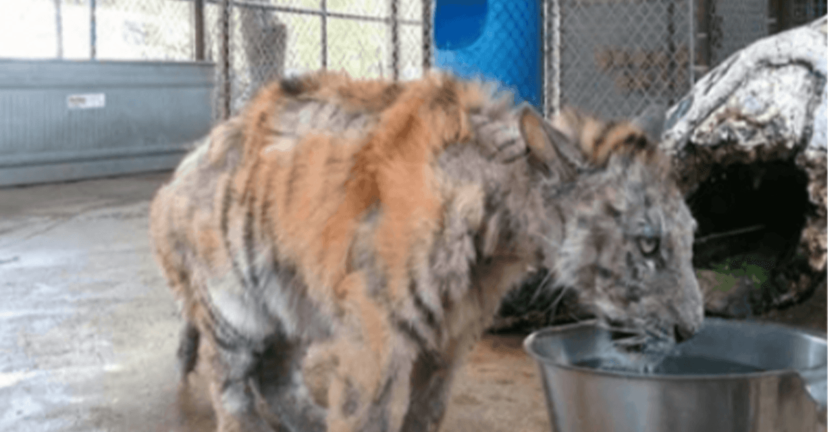 Un bébé tigre négligé est sauvé d'un cirque et fait un incroyable rétablissement