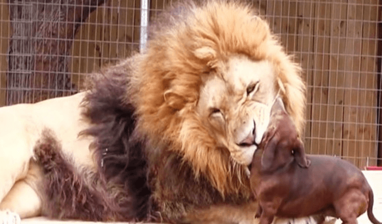 Les spectateurs ont paniqué quand un petit chien Wiener s'est approché d'un énorme lion de 500 livres